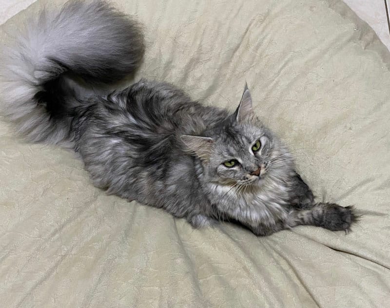 ORIGEM DO GATO MAINE COON