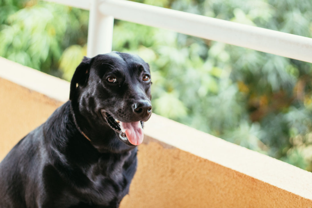 Origem do labrador retriever