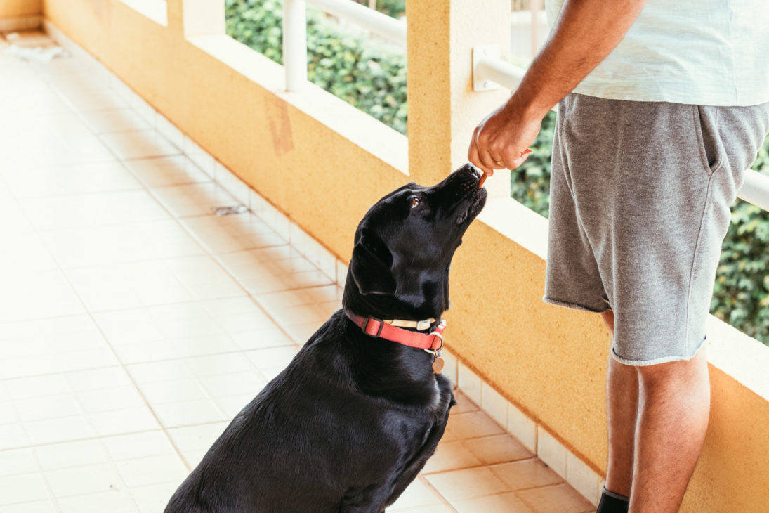 Adestramento do labrador retriever