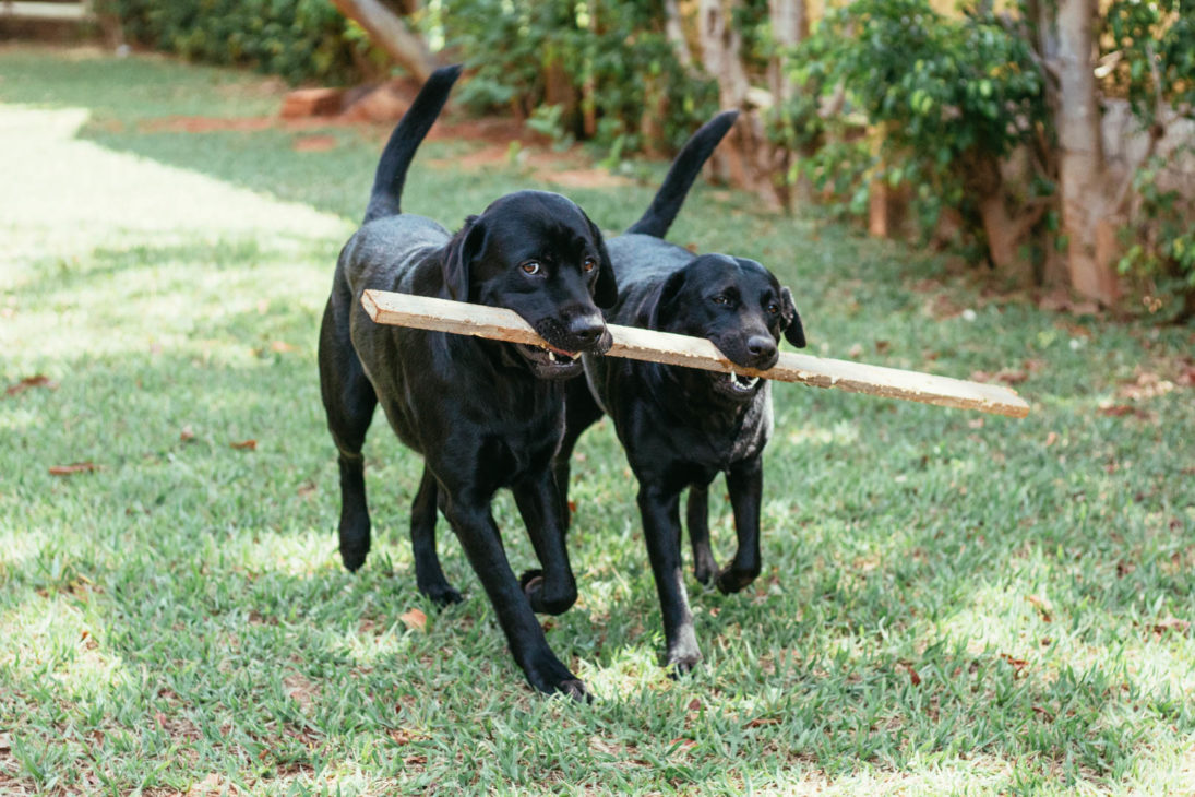 Temperamento do labrador retriever