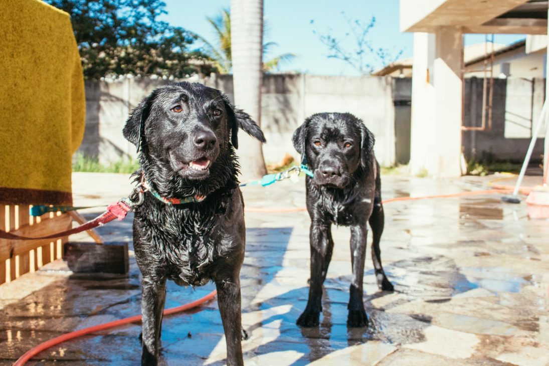 Cuidados com o labrador retriever