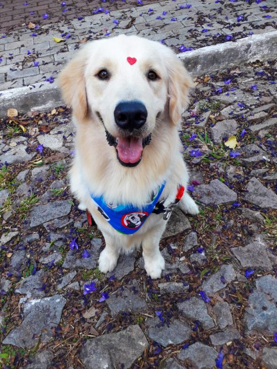 peculiaridades do golden retriever