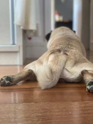 Cuidados com o Pug no verão