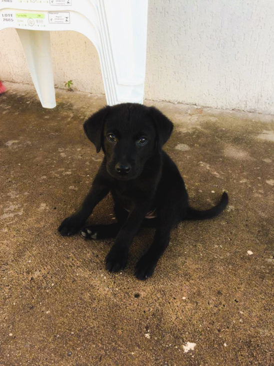 labrador retriever Lola