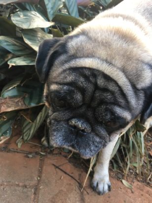 Cuidados com o Pug no verão