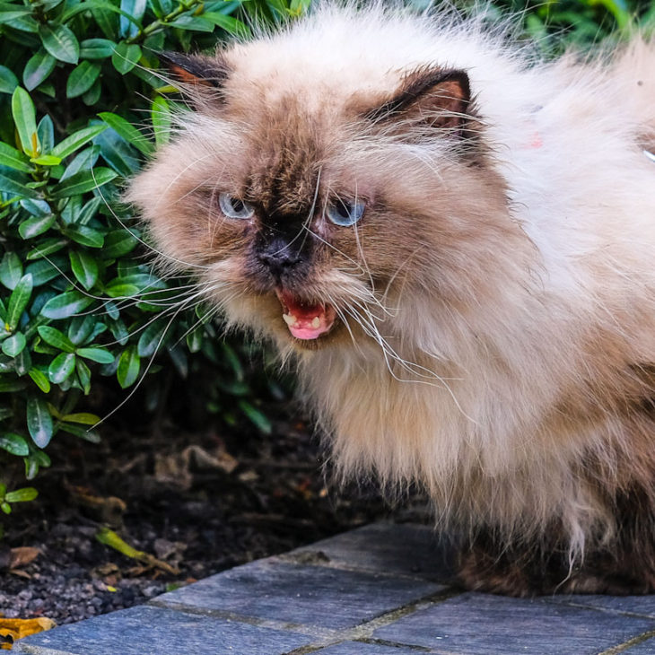 moda da alimentação natural para gatos