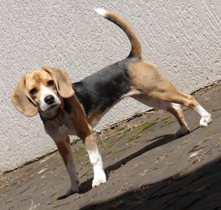 Características Gerais do cão beagle