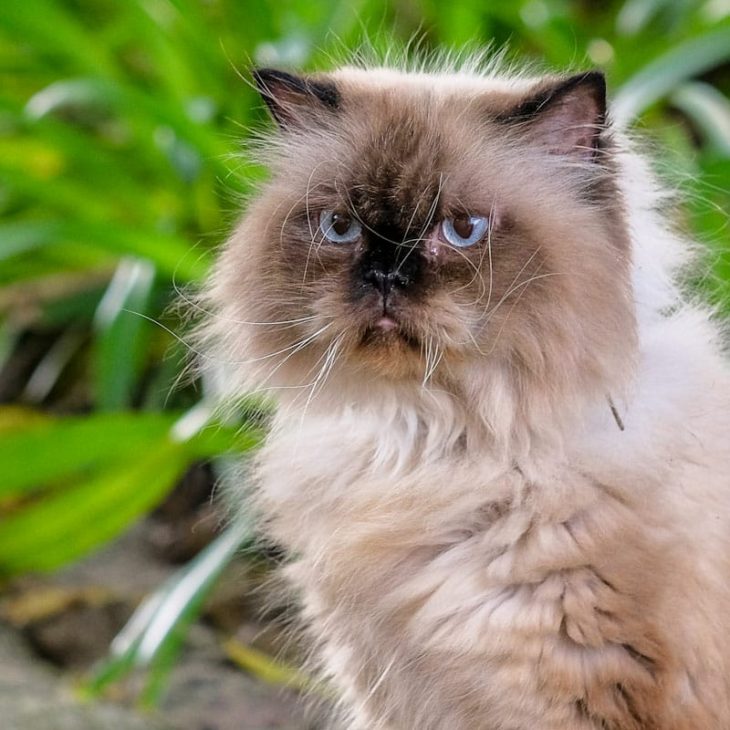 GATO CASTRADO NÃO SAI DE CASA