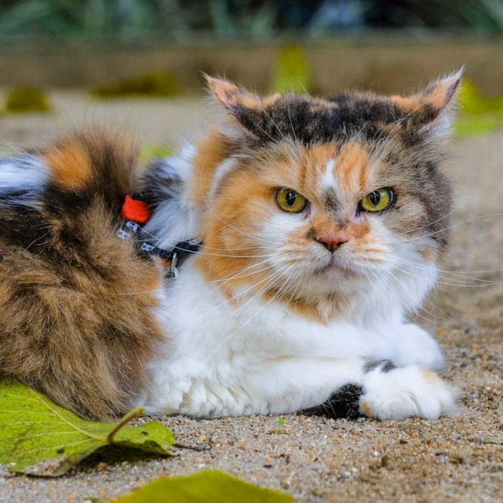 A CASTRAÇÃO DE GATOS EVITA DOENÇAS