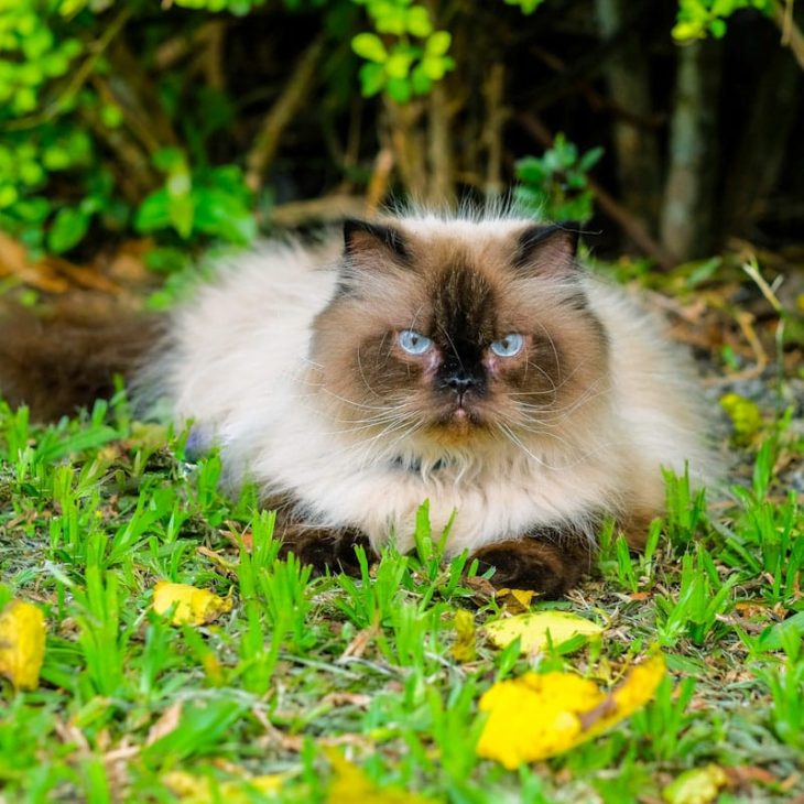 A CIRURGIA DE CASTRAÇÃO DE GATAS É MAIS DELICADA