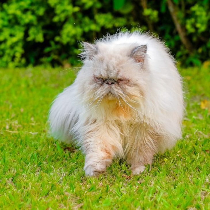 CASTRAÇÃO DE GATOS ACABA COM A MARCAÇÃO DE TERRITÓRIO