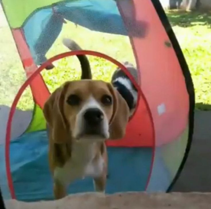 creche animal para cachorros ansiosos