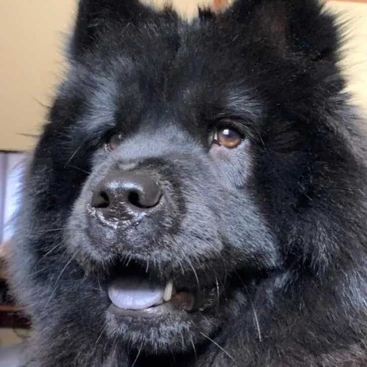 Cuidados com o chow chow preto: banhos e tosas