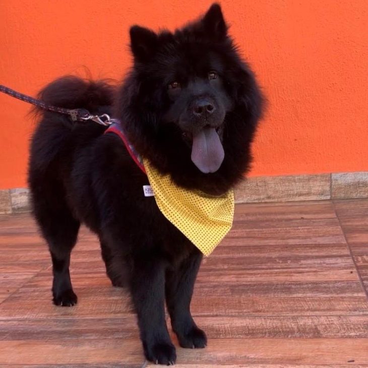 Cuidados extra com pelos do chow chow preto