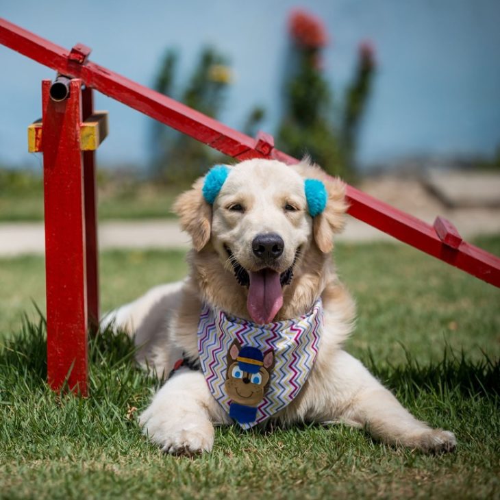 Curiosidades sobre Golden retriever