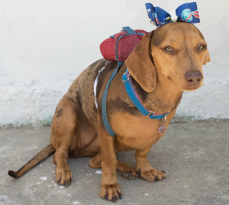 ALERTA: PET NÃO É PRESENTE