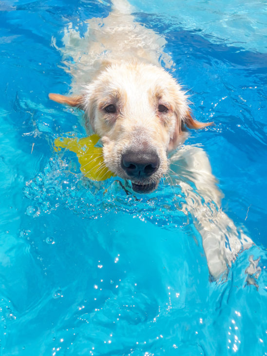 Energia do Golden Retriever