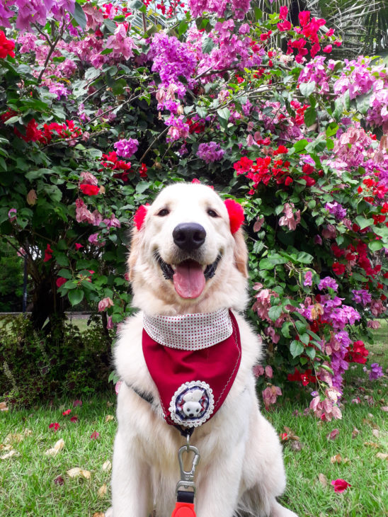 padrão da raça golden retriever