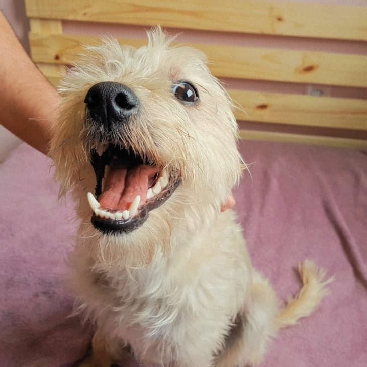 Preparando seu cão para massagem