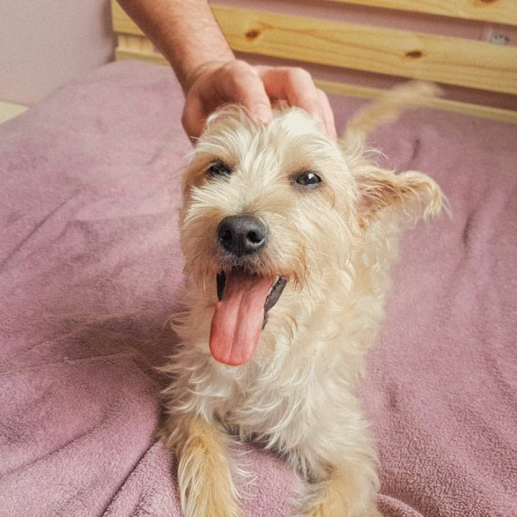 Áreas cruciais da massagem em cachorro