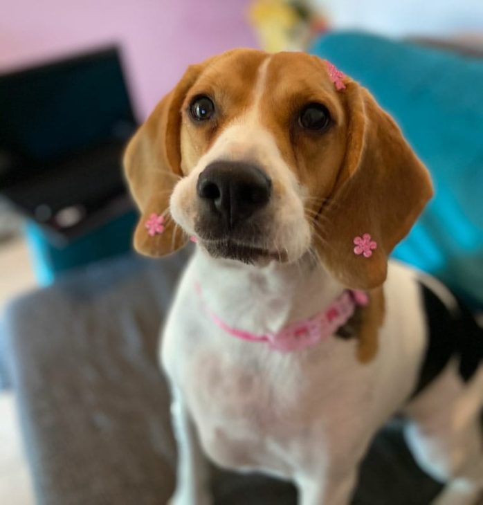 Mas o que cachorro não pode comer?