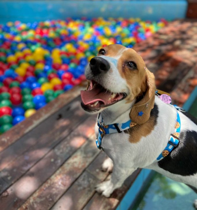 cachorro não pode comer espiga de milho