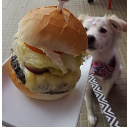 O que o cachorro não pode comer?