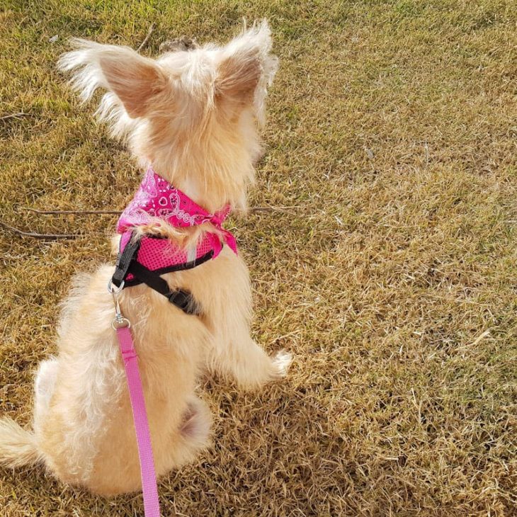 Passeio pet: não puxe e não seja puxado