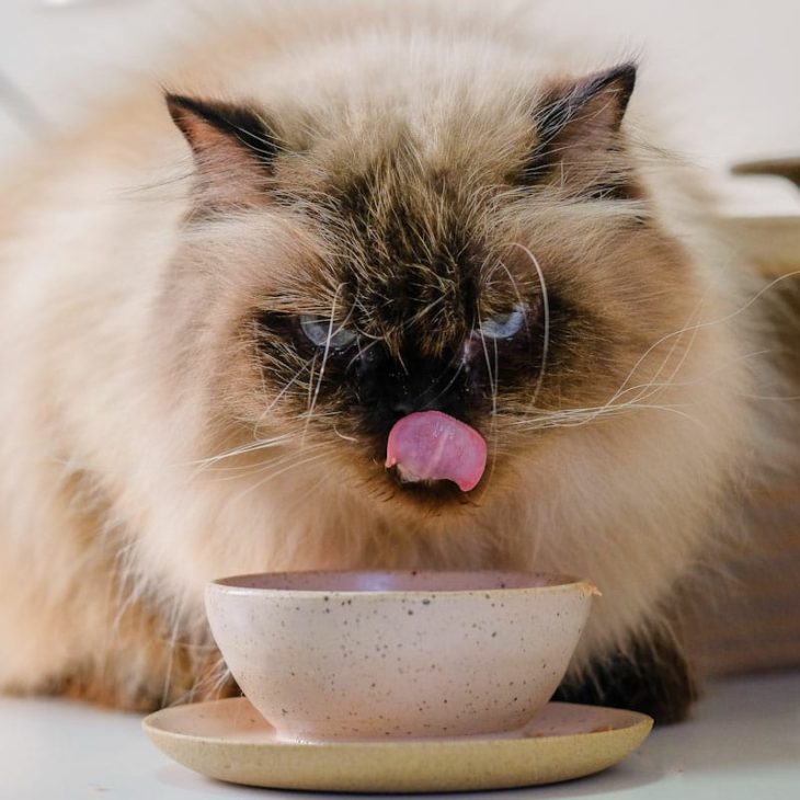 SACHÊS PARA GATO OU COMIDA ÚMIDA, UMA ALIADA