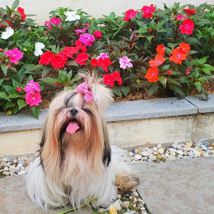 Convivência com um shih tzu