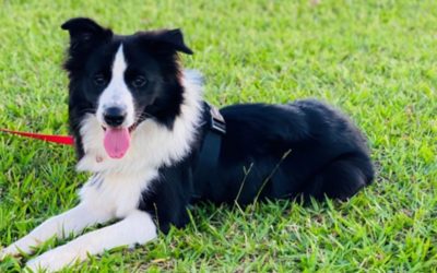 Tudo sobre Border Collie