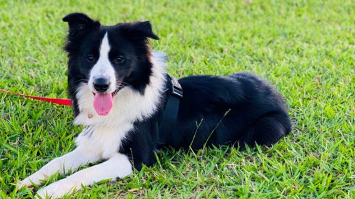 Tudo sobre Border Collie