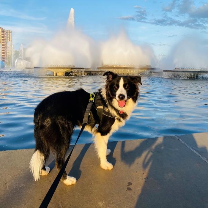 caracteristicas do border collie