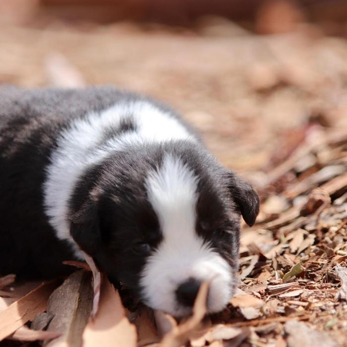 Como escolher um filhote de Border Collie