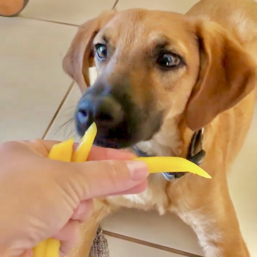 Pode dar fruta para cachorro