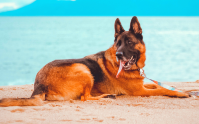 6 Cuidados com cachorro na praia