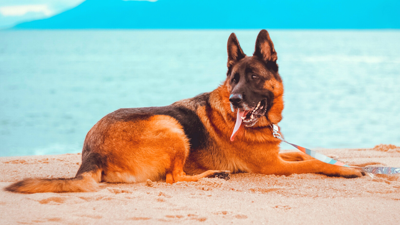 cuidados com cachorro na praia