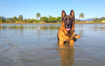 3 cuidados com cachorro no calor