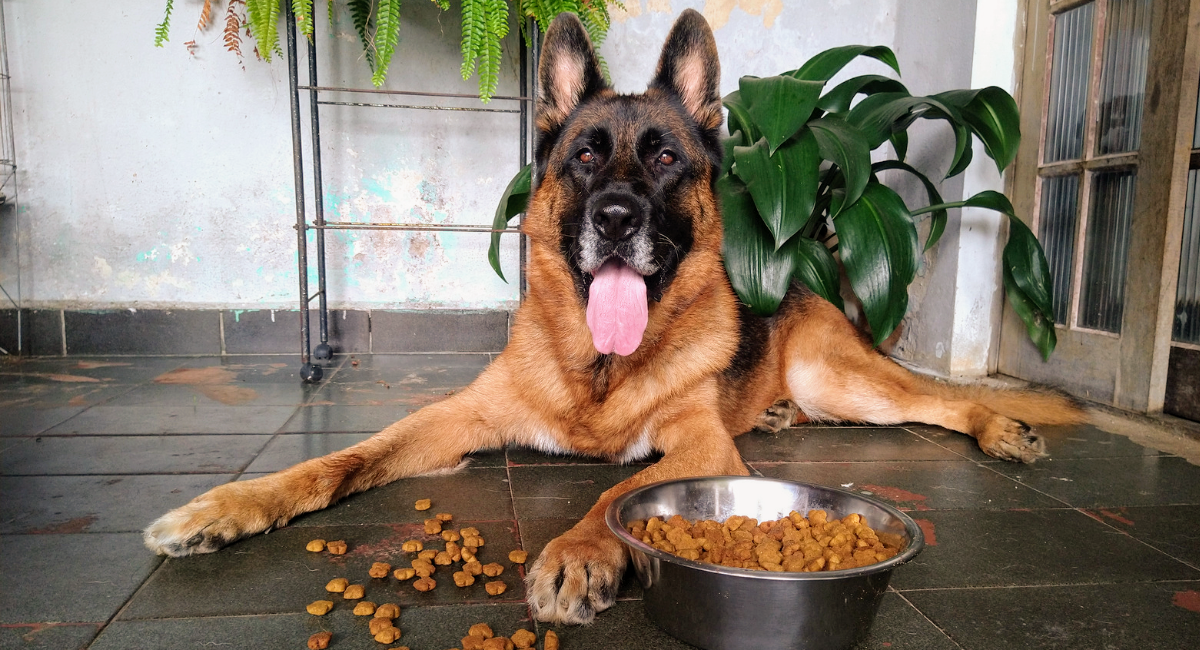 Ração para pastor alemão: o que você deve ou não considerar na hora da escolha da melhor ração para cachorro grande