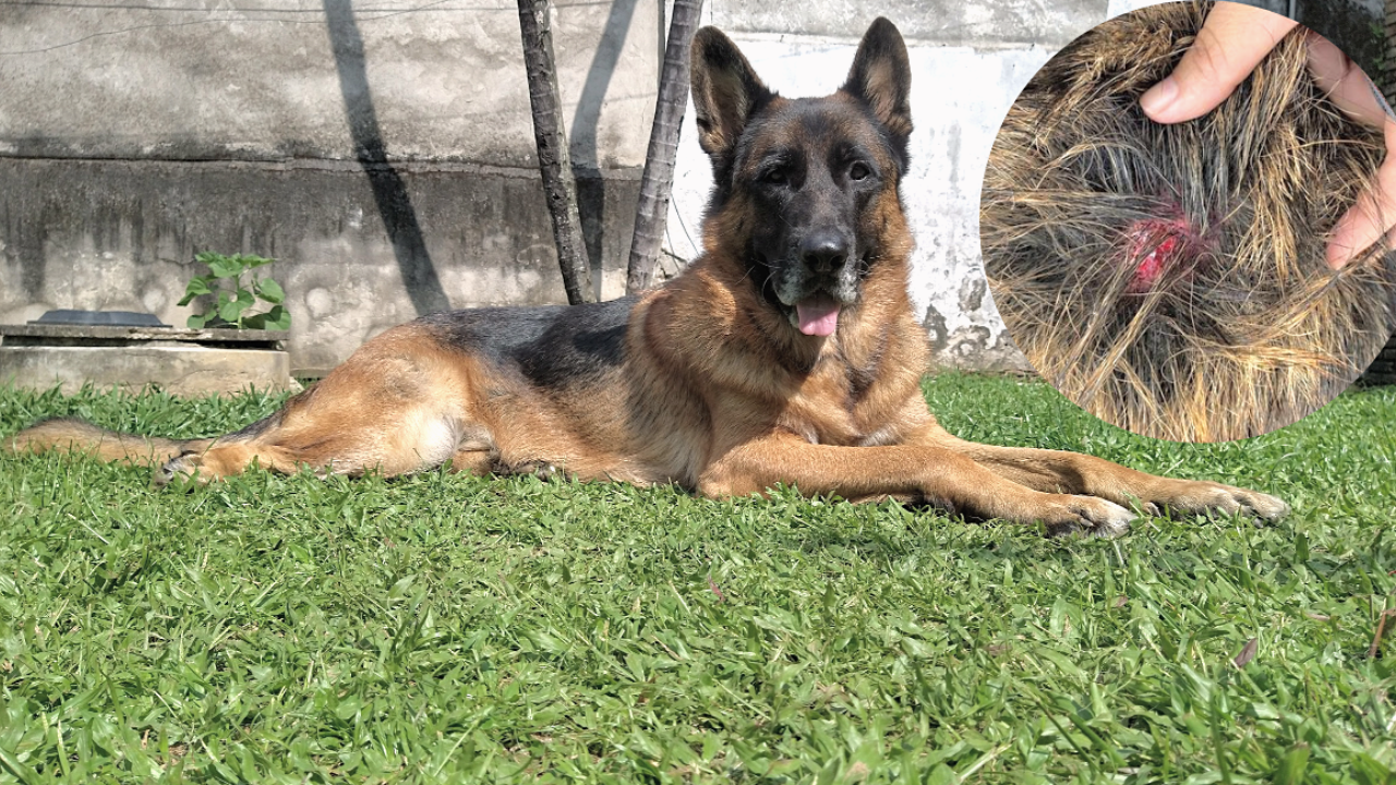 cachorro com alergia