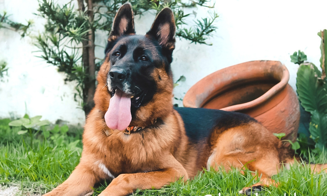 Cachorro pastor alemao capa preta