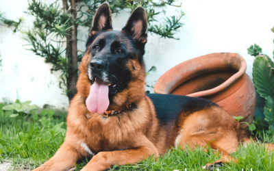 Cachorro pastor alemao capa preta