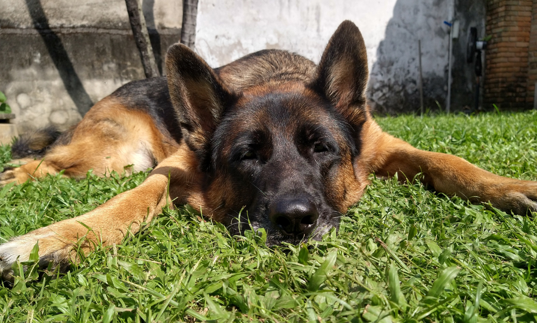 Cachorro com ansiedade