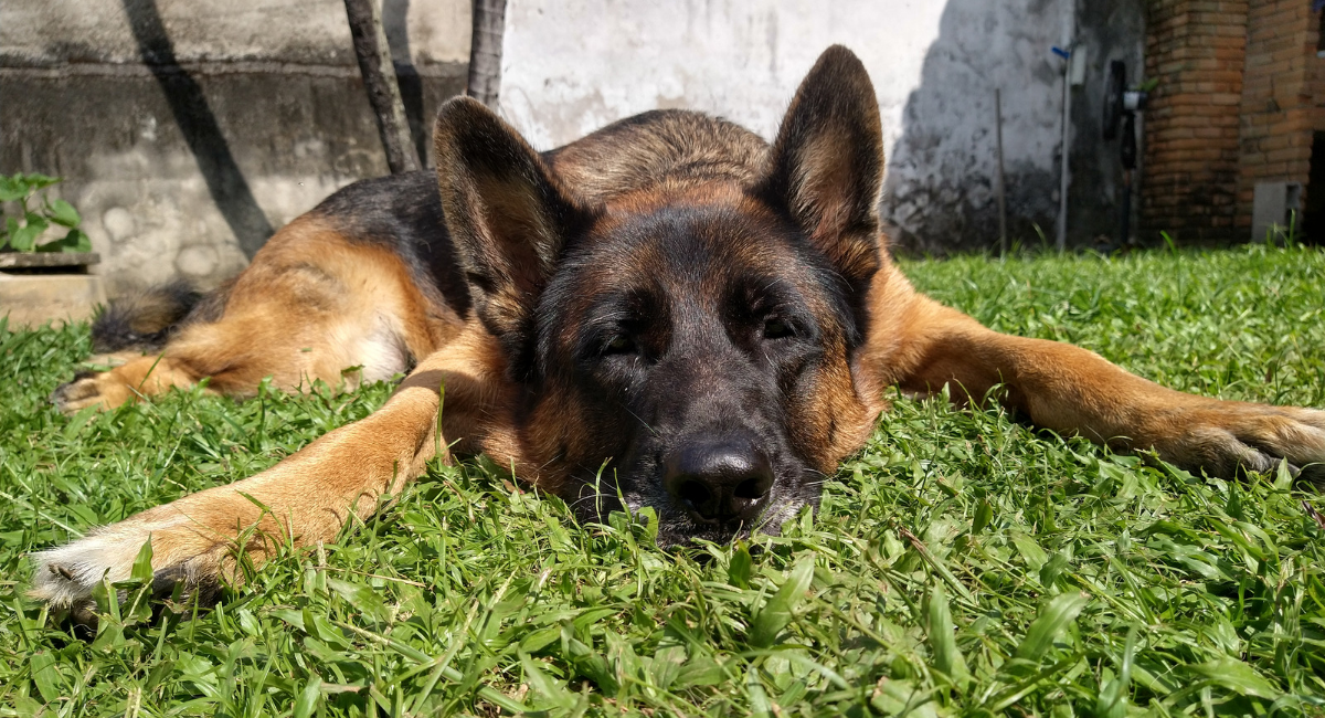 Cachorro com ansiedade