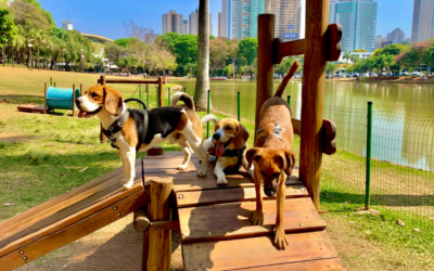 Cachorródromo