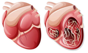 DIROFILARIOSE OU VERME DO CORAÇÃO