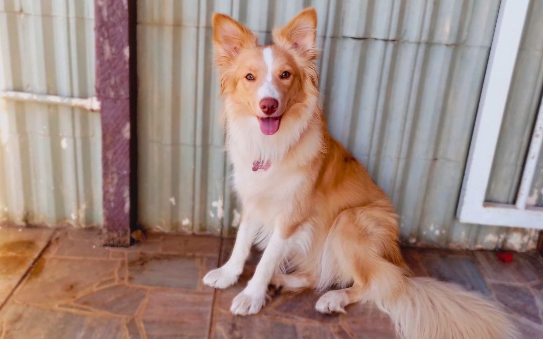 Linguagem Corporal Canina: A chave para respeitar os cães